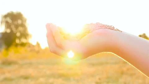 Wheat grain in a hand on sunset background. Slow motion. Sifting wheat in hand Stock Footage 87288110