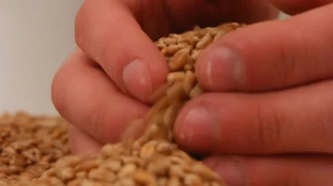 Wheat grain in the hands of the farmer Stock Footage 61821940
