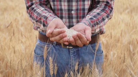 Wheat grain in hands Stock Footage 110817239