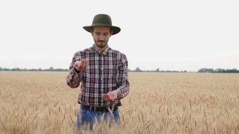 Wheat grain in hands Stock Footage 110817394