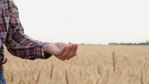 Wheat grain in hands Stock Footage 110817437