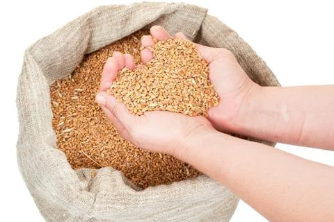 Wheat grain in hands Stock Photos
