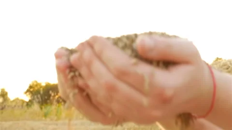 Wheat grain in hands on sunset background. Slow motion. Sifting of grain Stock Footage 87288836