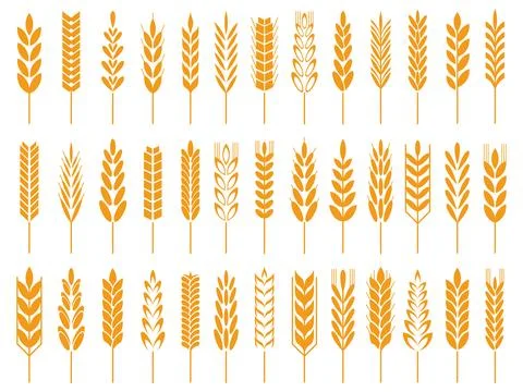 Wheat grain icons. Wheats bread logo, farm grains and rye stalk symbol isol.. Stock Illustration