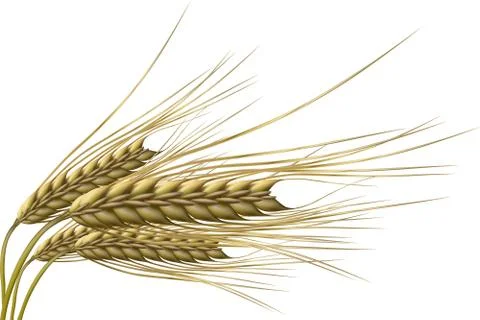 Wheat grain Stock-Illustration