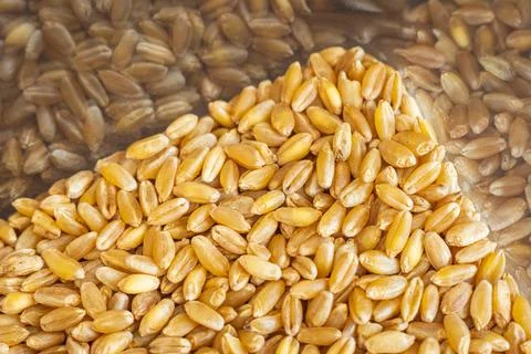 Wheat grain inside square storage container closeup Stockfoto's