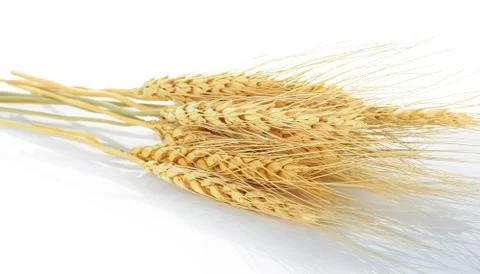 Wheat grain isolated on the white background Stock Photos
