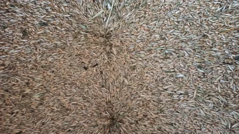 Wheat grain loading in granary. Flour production at the mill Stock Footage 208806453