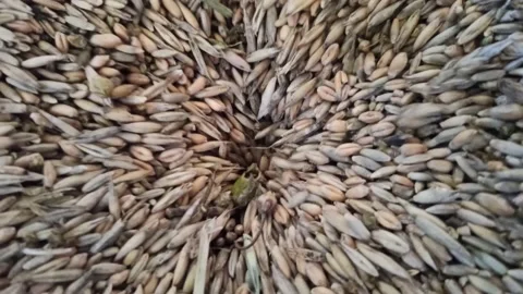 Wheat grain loading in granary. Processing wheat for flour Stock Footage 163762662