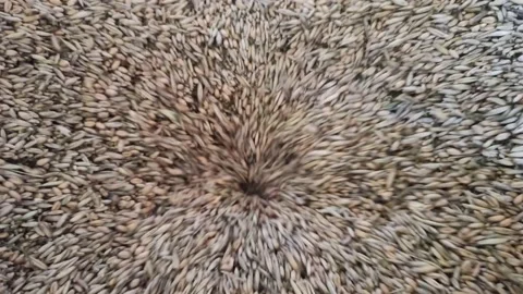 Wheat grain loading in granary. Processing wheat for flour Stock Footage 164877331