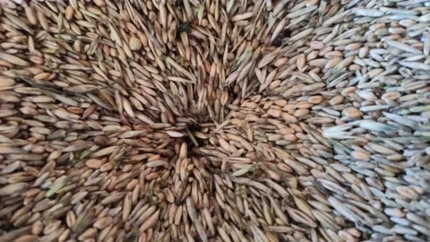 Wheat grain loading in granary. Processing wheat for flour Stock Footage 166731474
