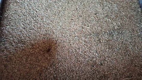 Wheat grain loading in granary. Processing wheat for flour. Wheat grains Stock Footage 226622910