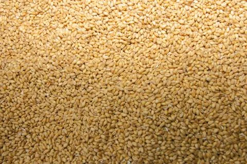 Wheat grain macro Stock Photos