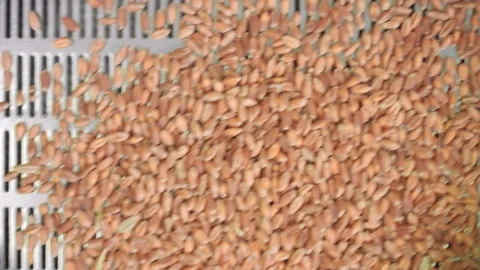 Wheat grain particle size analysis process on vibrating screen Video stock 112635895