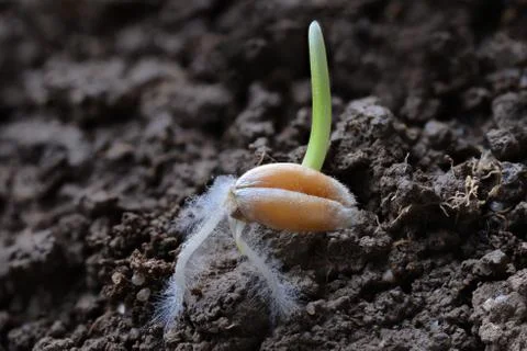 Wheat grain 스톡 사진