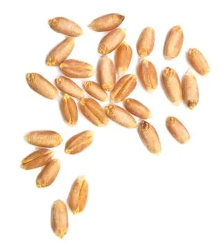 Wheat grain Stock Photos