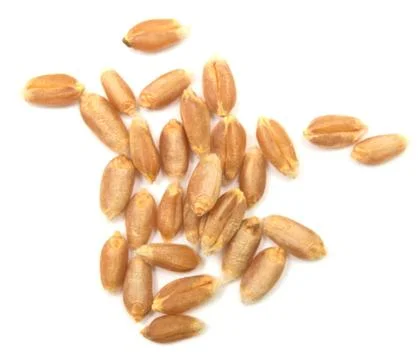 Wheat grain Stock Photos