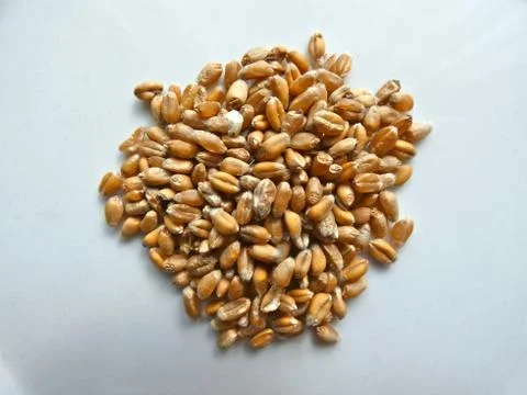 Wheat Grain Stock Photos