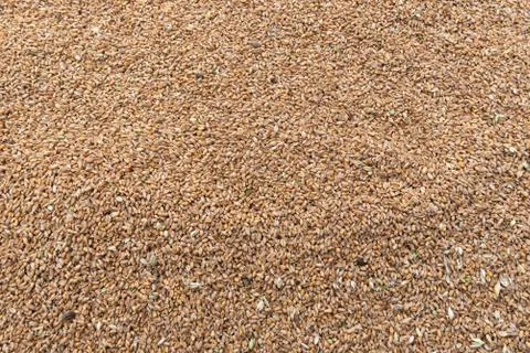 Wheat grain Stock Photos