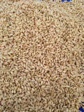 Wheat grain Foto stock