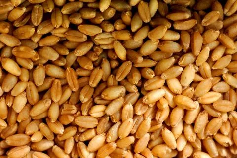 The wheat grain Stock Photos