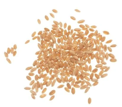 Wheat grain Stock Photos