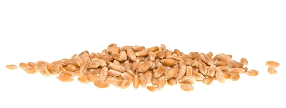 Wheat grain Stock Photos
