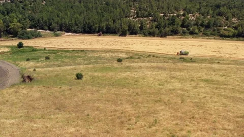 Wheat grain picker harvester processing a large field, Aerial follow view. Stock Footage 131429961
