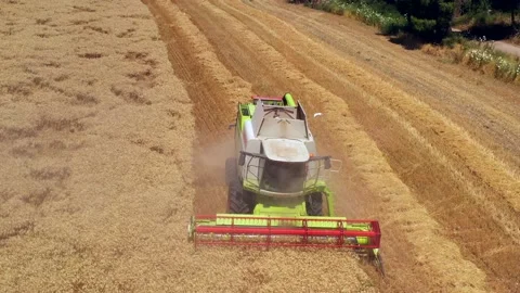 Wheat grain picker harvester processing a large field, Aerial follow view. Stock Footage 131430845