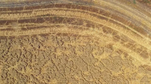 Wheat grain picker harvester processing a large field, Aerial follow view. Stock Footage 131431359