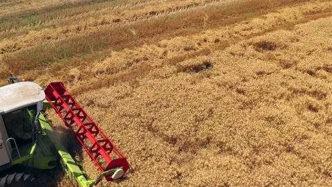Wheat grain picker harvester processing a large field, Aerial follow view. Stock Footage 131431564