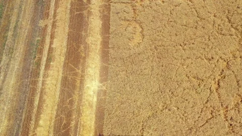 Wheat grain picker harvester processing a large field, Aerial follow view. Stock Footage 131432333