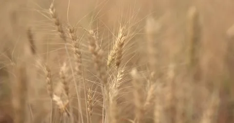 Wheat grain plant Waving In The Wind farming organic farm Video stock 334657989