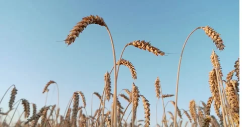 Wheat grain plant Waving In The Wind farming organic farm Stock-Footage 334658022