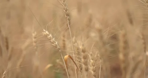 Wheat grain plant Waving In The Wind farming organic farm Stock-Footage 334658031