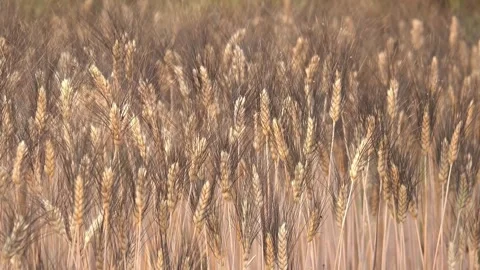 Wheat grain plant Waving In The Wind farming organic farm Stock-Footage 334658034