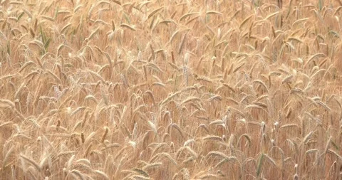 Wheat grain plant Waving In The Wind farming organic farm Stock-Footage 334658083