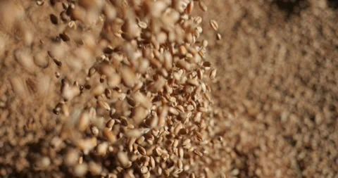 Wheat grain is poured into the container. Cereal harvest. Grain in the elevator. Stock Footage 274892402