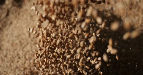Wheat grain is poured into the container. Cereal harvest. Grain in the elevator. Stock Footage 274892477