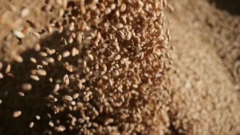 Wheat grain is poured into the container. Cereal harvest. Grain in the elevator. Stock Footage 274892515