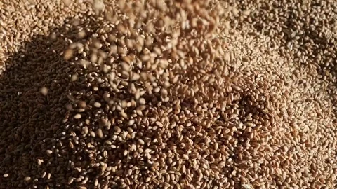 Wheat grain is poured into the container. Cereal harvest. Grain in the elevator. Stock Footage 274892533
