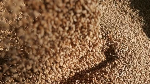 Wheat grain is poured into the container. Cereal harvest. Grain in the elevator. Stock Footage 274892566