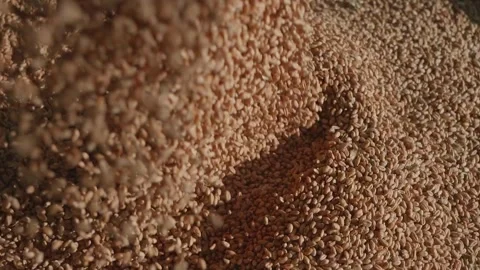 Wheat grain is poured into the container. Cereal harvest. Grain in the elevator. Stock Footage 274892577