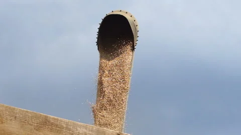 Wheat grain is poured out of the combine Stock Footage 165368024