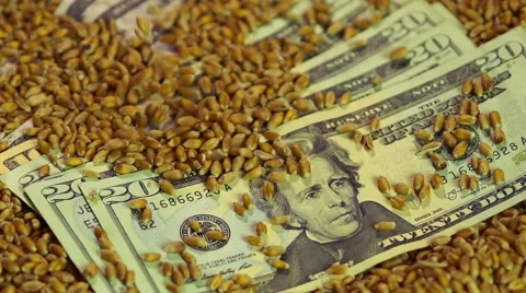 Wheat grain pouring on dollar banknotes, income from sale of agriculture product Stock Footage 63484894