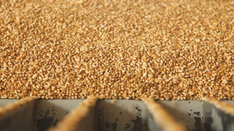 Wheat grain in a silo Stock Footage 35490932