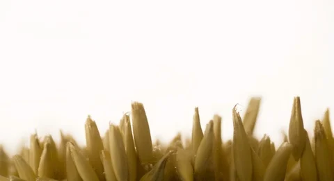 Wheat grain slowly waving closeup Slow motion Stock Footage 103644762