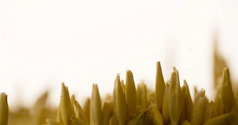 Wheat grain slowly waving closeup Slow motion 4k Stock Footage 103644812