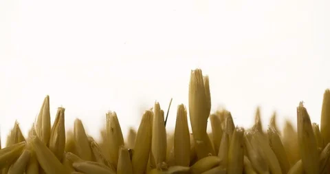 Wheat grain slowly waving on white background Slow motion Stock Footage 103644693