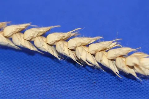 Wheat grain on a stalk Stock Photos